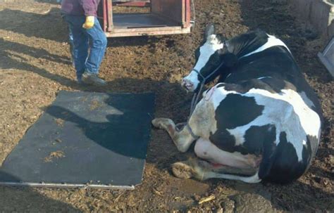 down cow breaks leg